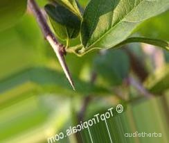augmented_Alangium lamarckii leaf6_0_6653.jpeg
